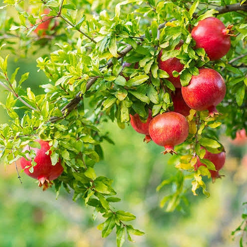 Punica granatum 'Wonderful' (Pomegranate)