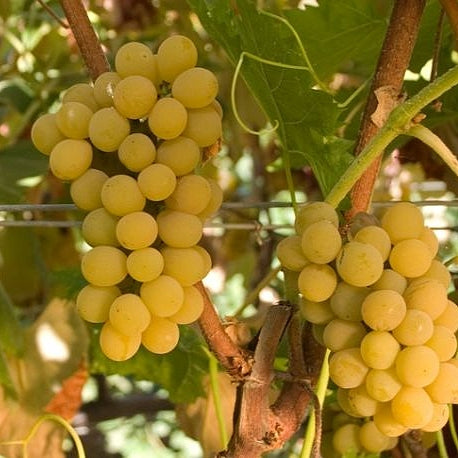 Vitis labrusca 'Moore's Diamond' (Grape)