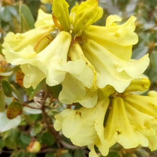 Rhododendron 'Chrysomanicum'