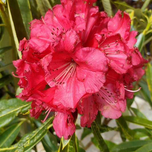 Rhododendron 'Kaponga'