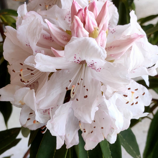 Rhododendron 'Boddaertianum'