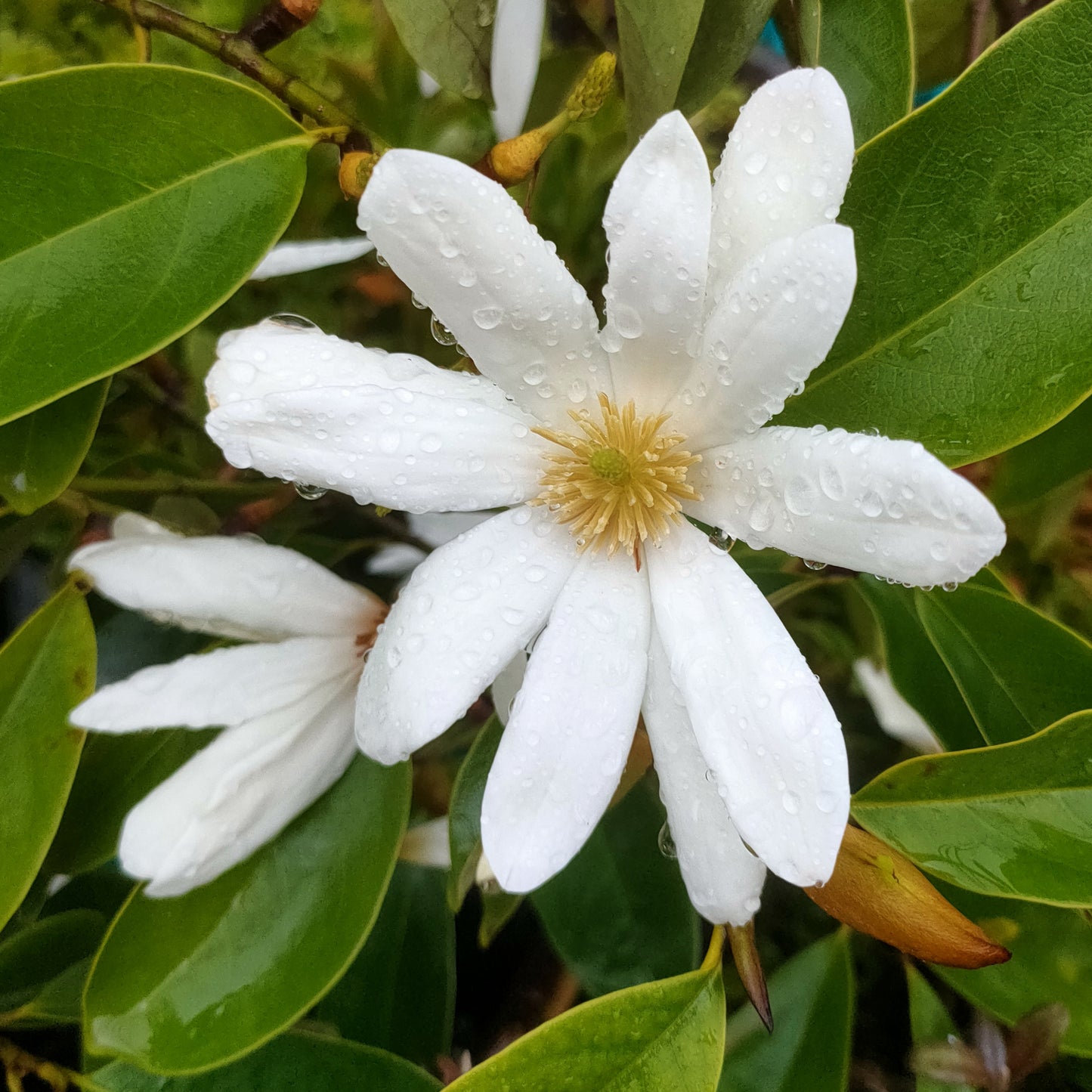 Magnolia 'Fairy White'