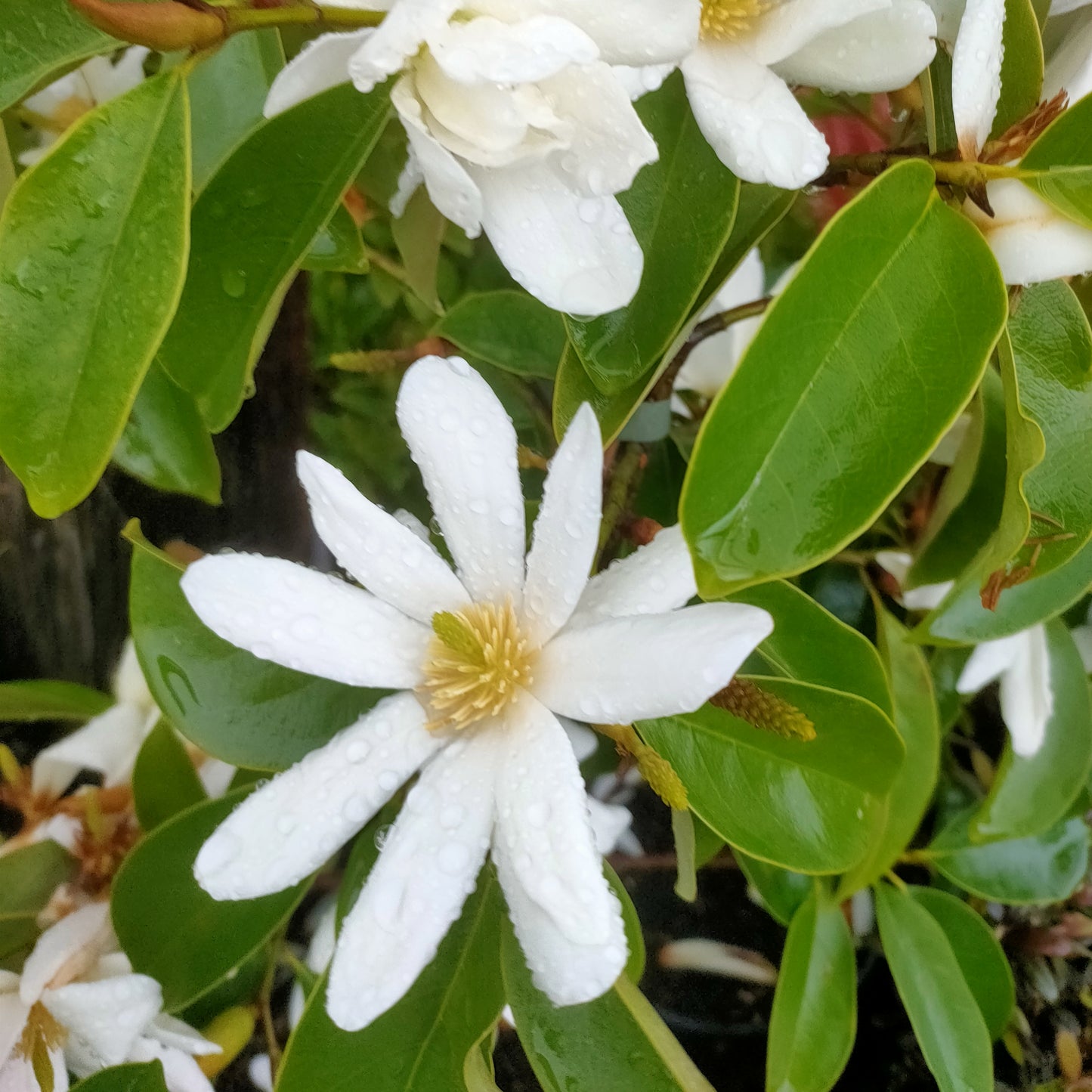 Magnolia 'Fairy White'