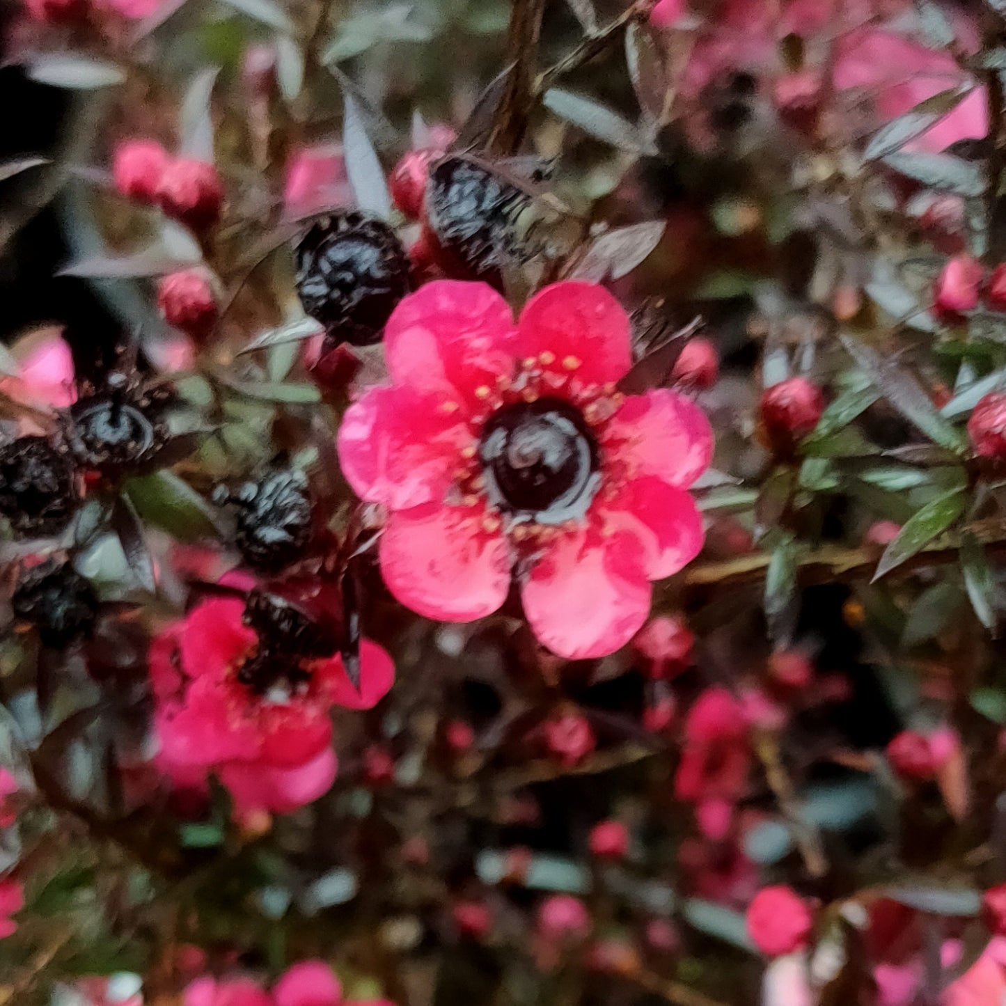 Leptospermum scoparium 'Electric Red' (Mānuka)