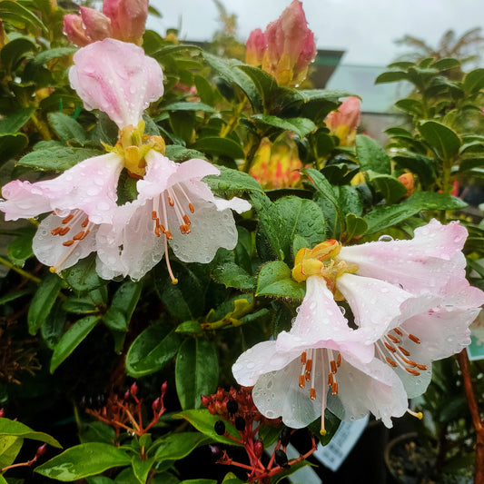 Rhododendron 'Cilpinense'