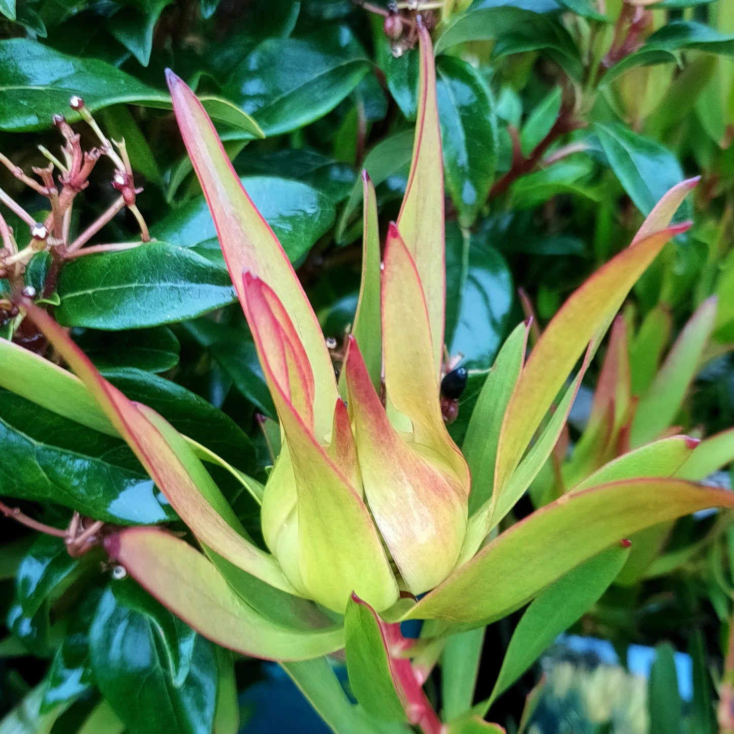 Leucadendron laureolum x salignum 'Inca Gold' (Peninsula Conebush)