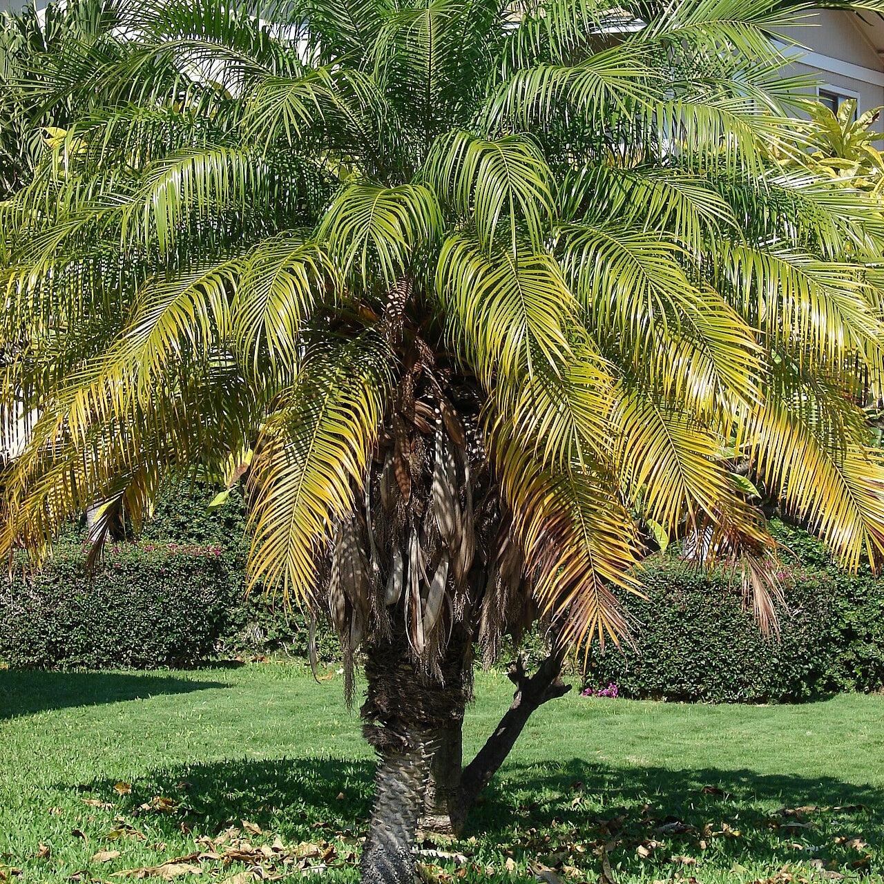 Phoenix roebelenii (Pygmy Date Palm)