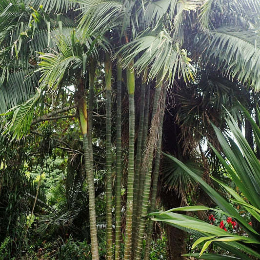 Dypsis baronii (Sugarcane Palm)