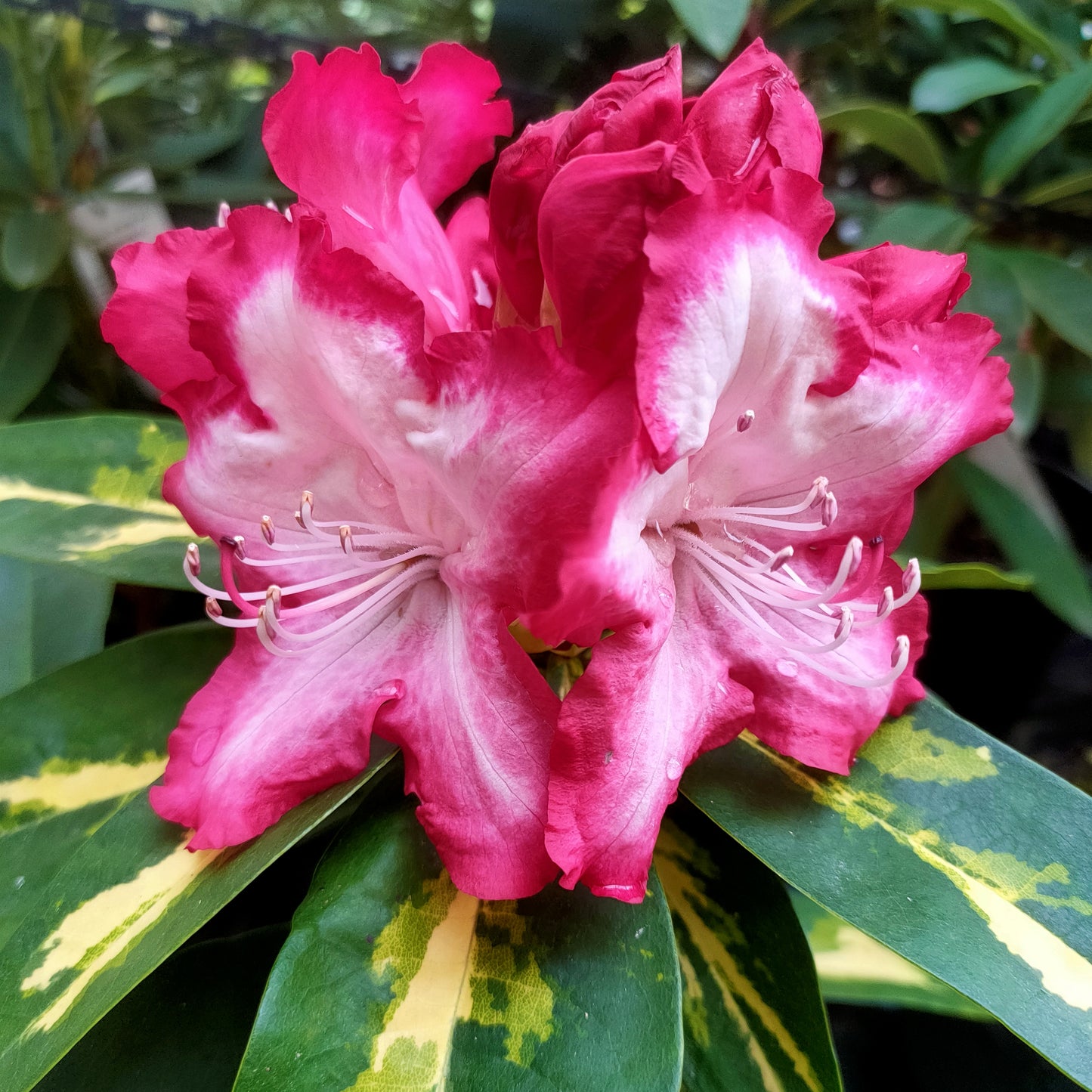 Rhododendron 'President Roosevelt'