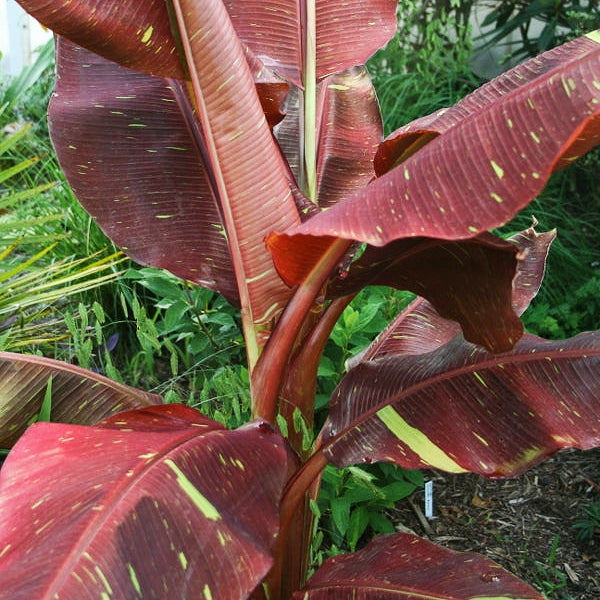 Musa 'Siam Ruby'
(Siam Ruby Banana)