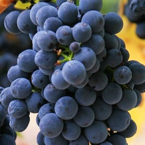 Vitis 'Robinson' (Grape)