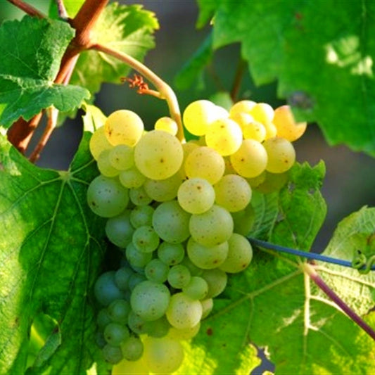 Vitis labrusca 'Niagara' (Grape)