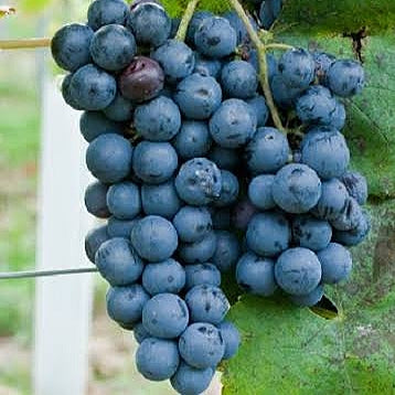 Vitis vinifera x labrusca 'Schuyler' (Grape)