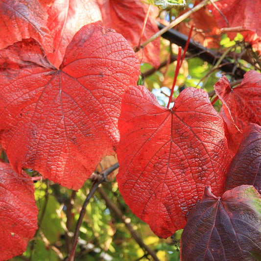 Vitis coignetiae (Crimson Glory Vine)