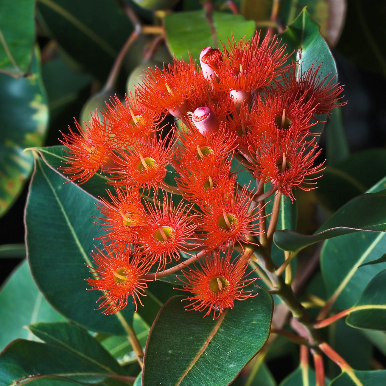 Corymbia ficifolia (Red Flowering Gum)