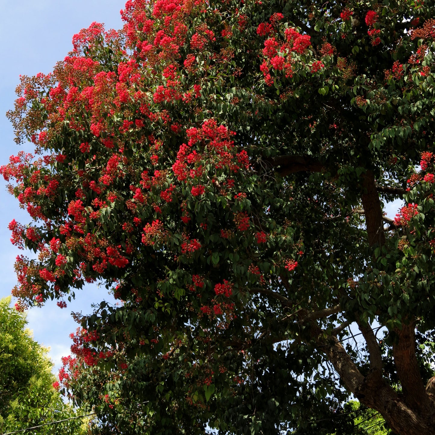 Corymbia ficifolia (Red Flowering Gum)