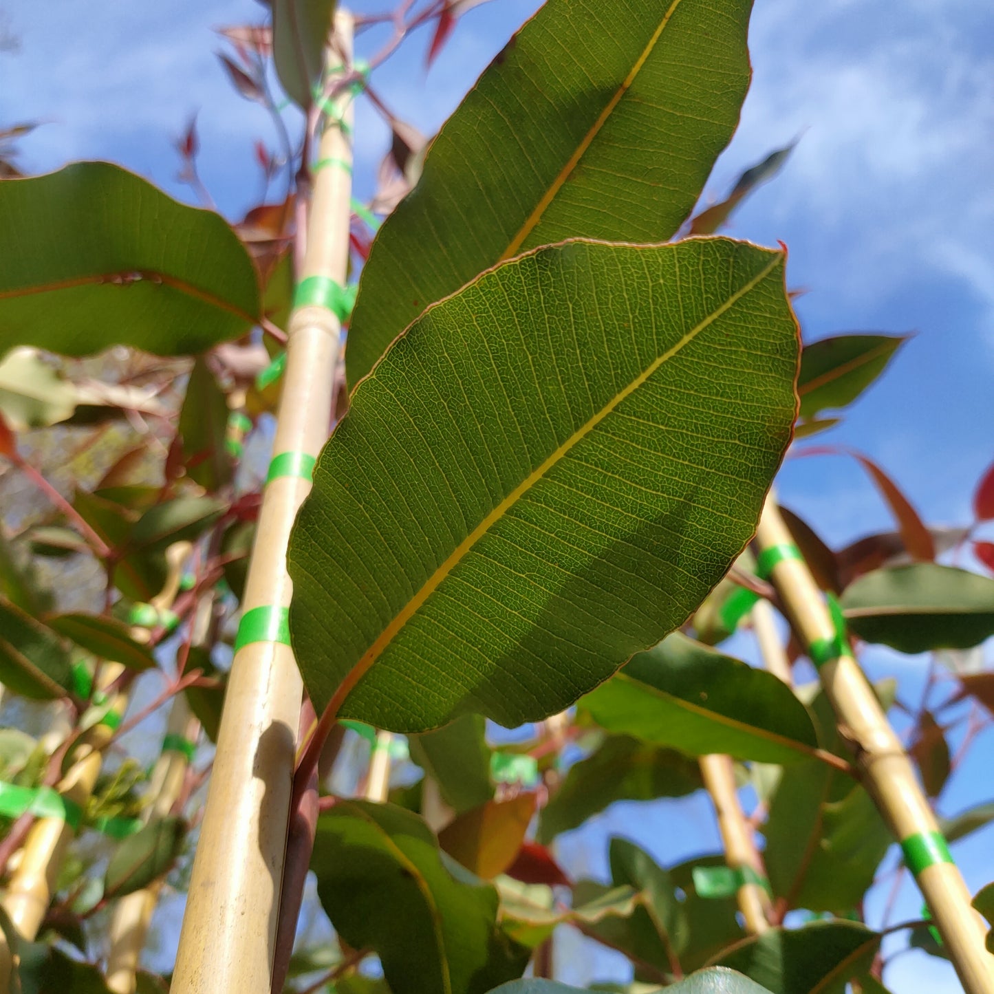 Corymbia ficifolia (Red Flowering Gum)