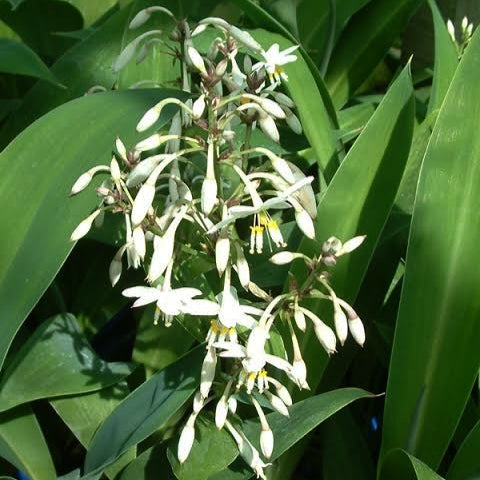 Arthropodium cirratum 'Parnell' (Rengarenga)