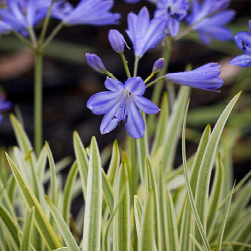 Agapanthus praecox 'Golden Drop' (African Lily)