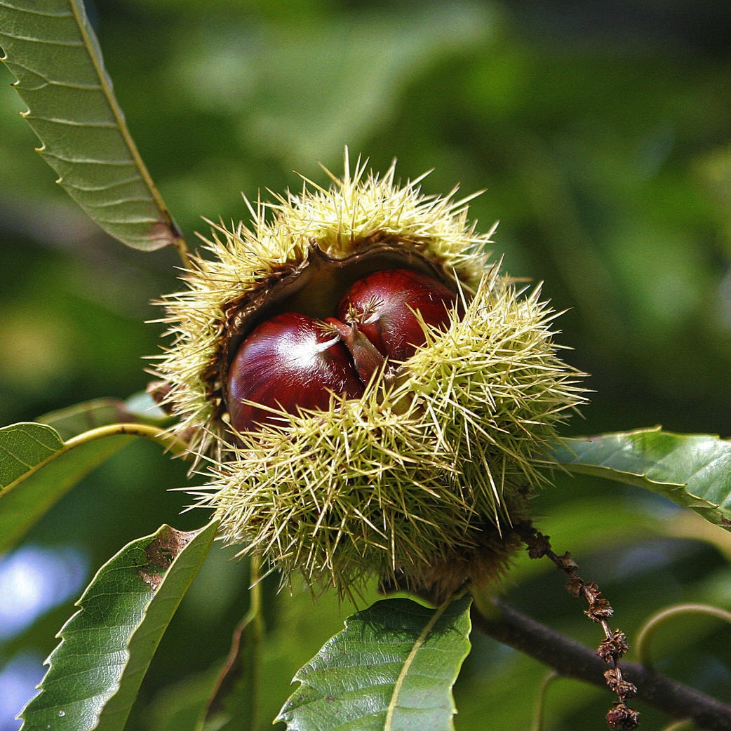 Castanea sativa (Sweet Chestnut)