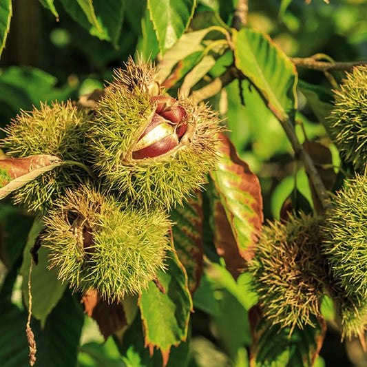 Castanea mollissima (Chinese Chestnut)