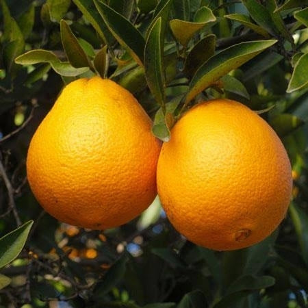 Citrus × sinensis  'Lue Gim Gong' (Orange)