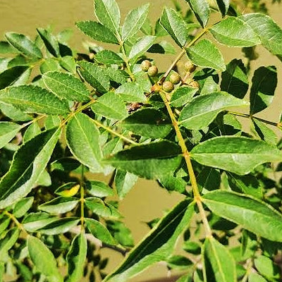 Zanthoxylum simulans 'Green' (Sichuan Pepper)