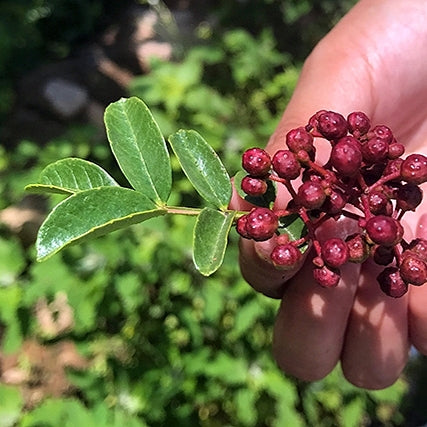 Zanthoxylum simulans 'Red' (Sichuan Pepper)