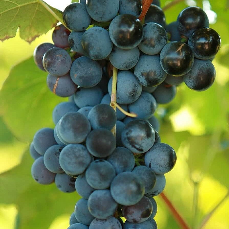 Vitis vinifera x labrusca 'Steuben' (Grape)