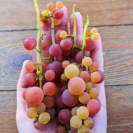 Vitis vinifera x labrusca 'Iona' (Grape)