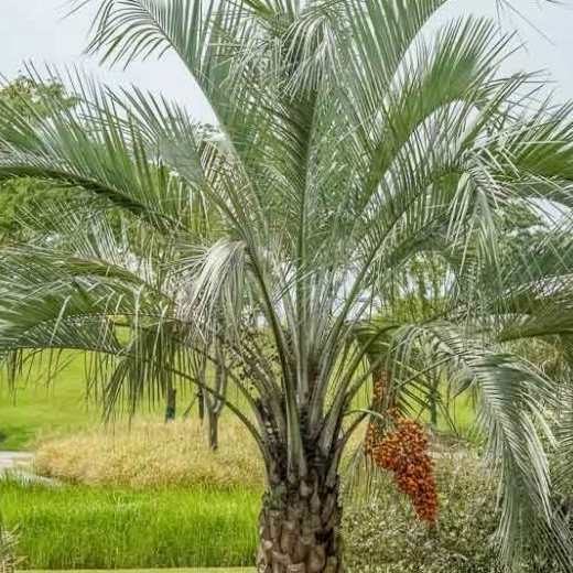 Butia capita (Jelly Palm)