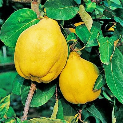 Cydonia oblonga 'Taihape' (Quince)