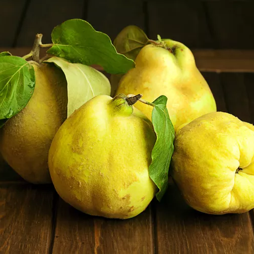 Cydonia oblonga 'Taihape' (Quince)