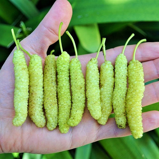 Morus macroura 'Apricot' (King White Mulberry)