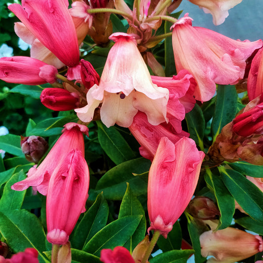 Rhododendron 'Jingle Bells'