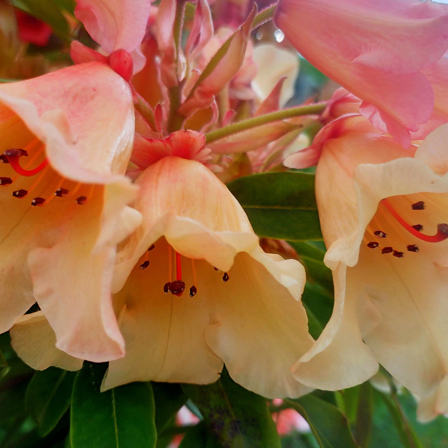 Rhododendron 'Jingle Bells'