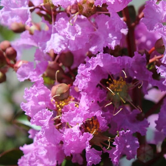 Lagerstroemia indica 'Souvenir d'Hubert Puard' (Crepe Myrtle)