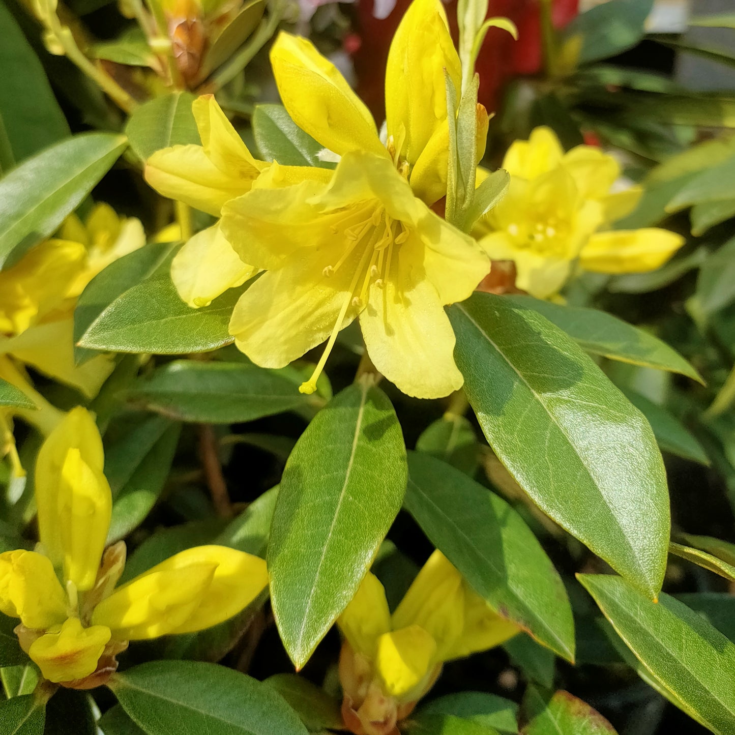 Rhododendron xanthostephanum x burmanicum 'Saffron Queen'