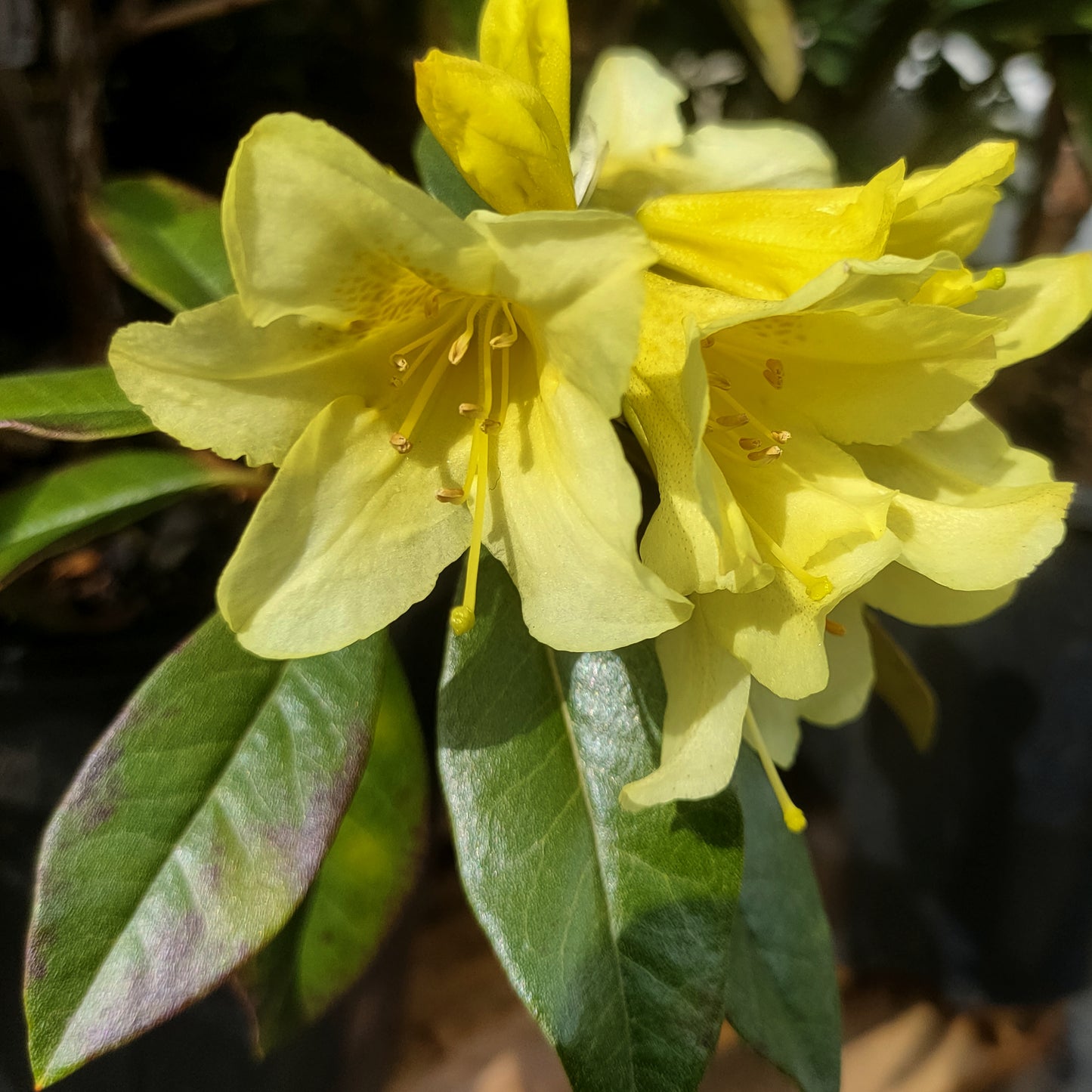 Rhododendron xanthostephanum x burmanicum 'Saffron Queen'