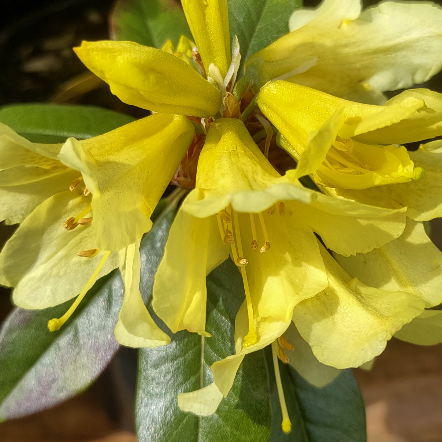 Rhododendron xanthostephanum x burmanicum 'Saffron Queen'