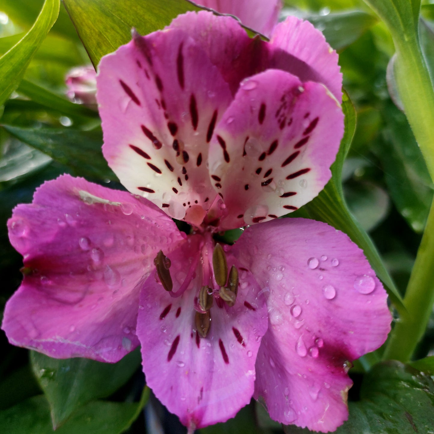 Alstroemeria x aurea 'Summer Saint' (Peruvian Lily)