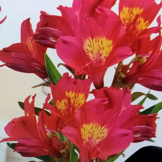 Alstroemeria x aurea 'Summer Red' (Peruvian Lily)