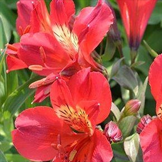 Alstroemeria x aurea 'Summer Red' (Peruvian Lily)