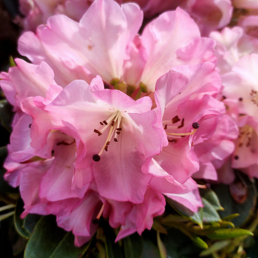 Rhododendron 'Bruce Brechtbill'