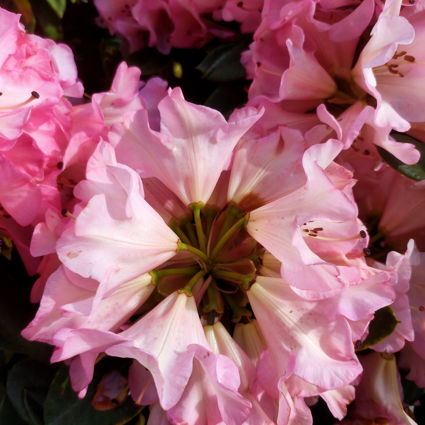 Rhododendron 'Bruce Brechtbill'