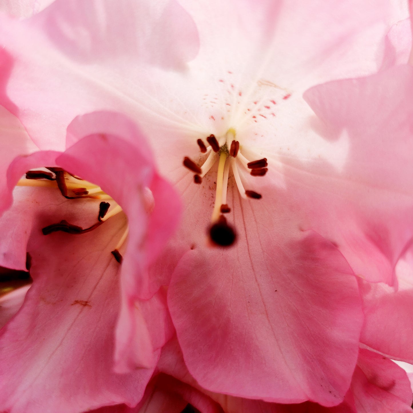 Rhododendron 'Bruce Brechtbill'