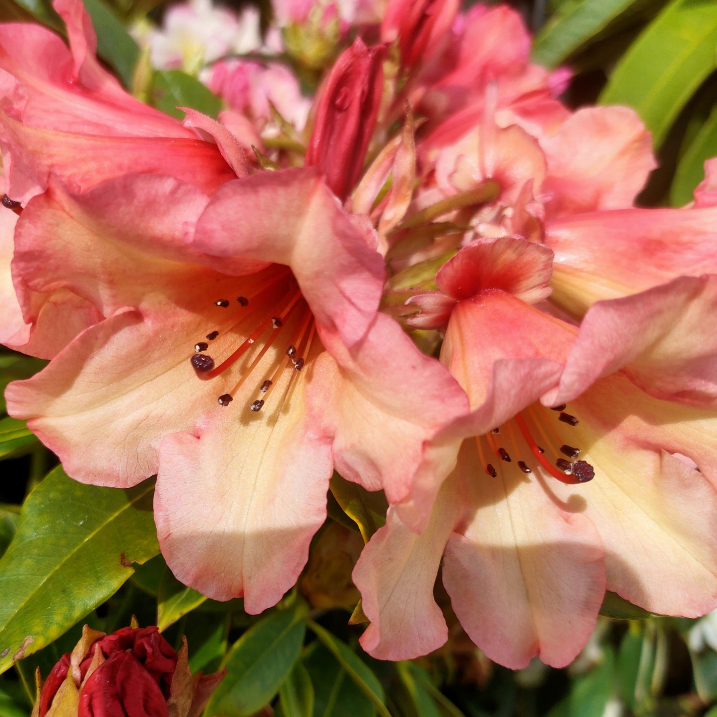 Rhododendron 'Jingle Bells'