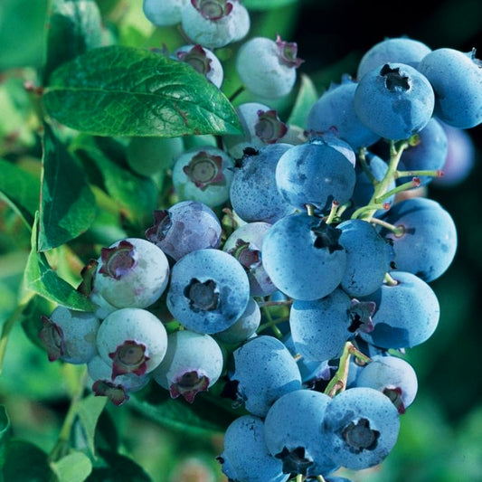 Vaccinium corymbosum x myrtillus 'Maru' (Blueberry)