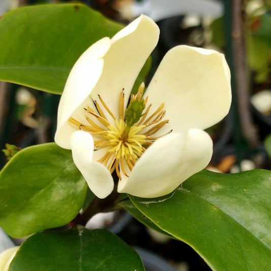 Magnolia laevifolia ‘Princess Cinderella’