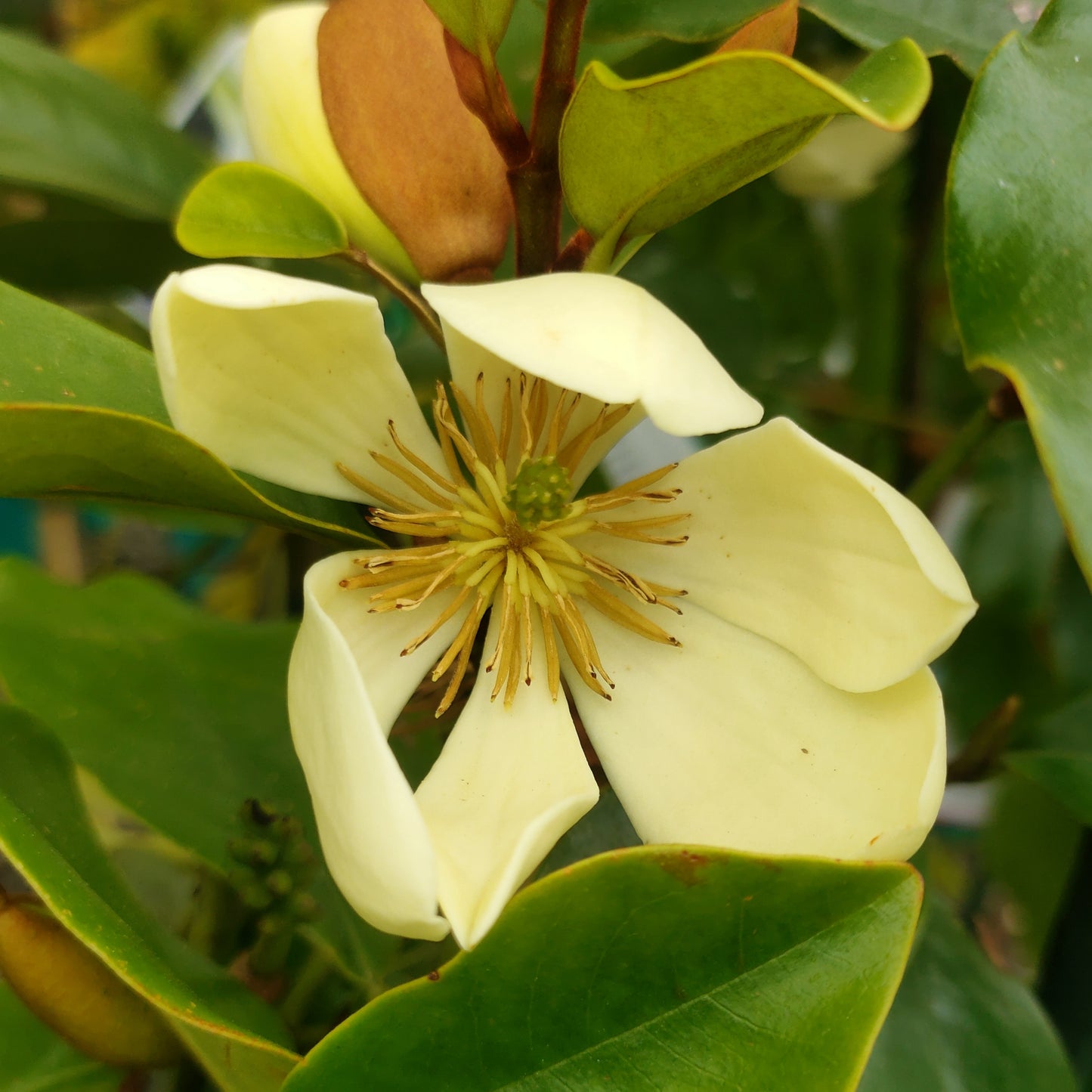 Magnolia laevifolia ‘Princess Cinderella’